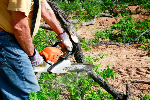 Large Tree Removal in Willow Grove, PA